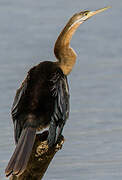 African Darter