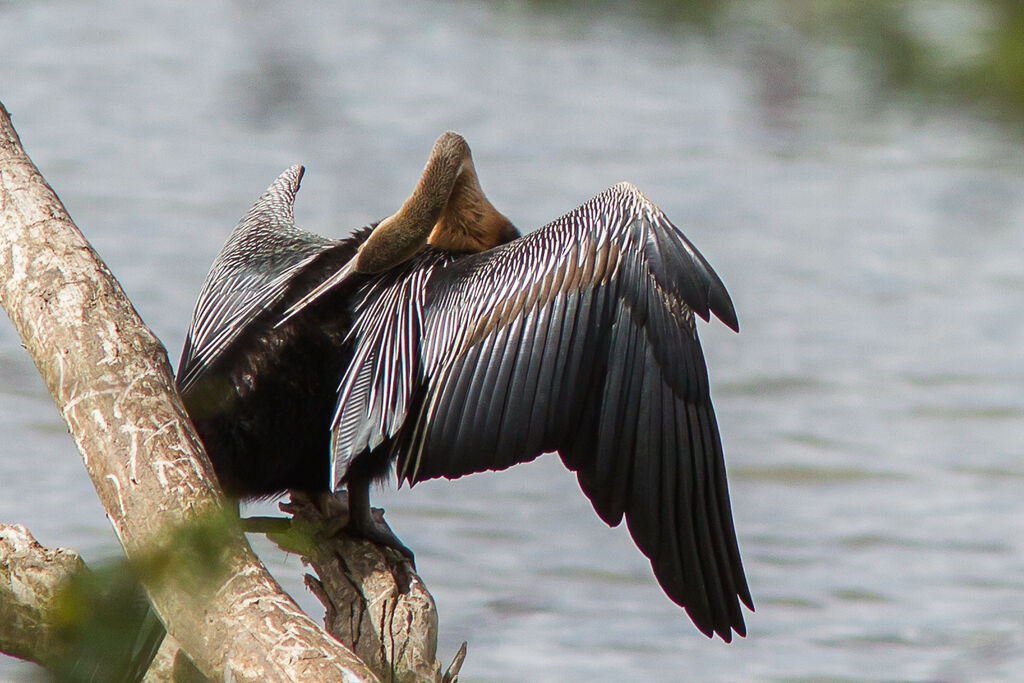 Anhinga d'Afrique