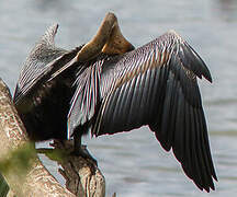 African Darter