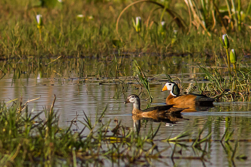 African Pygmy Gooseadult, habitat