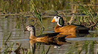 African Pygmy Goose