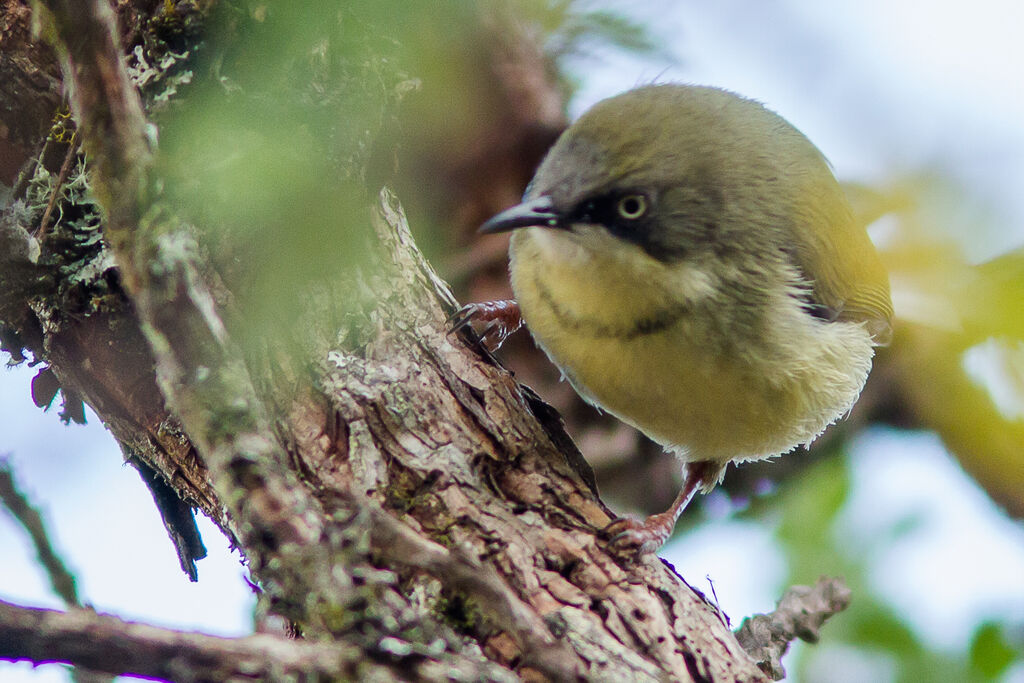 Bar-throated Apalis