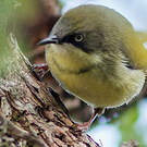 Apalis à collier