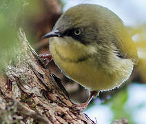 Bar-throated Apalis