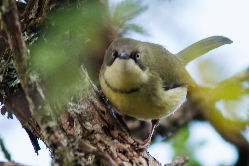 Apalis à collier