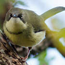 Apalis à collier