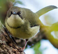 Bar-throated Apalis