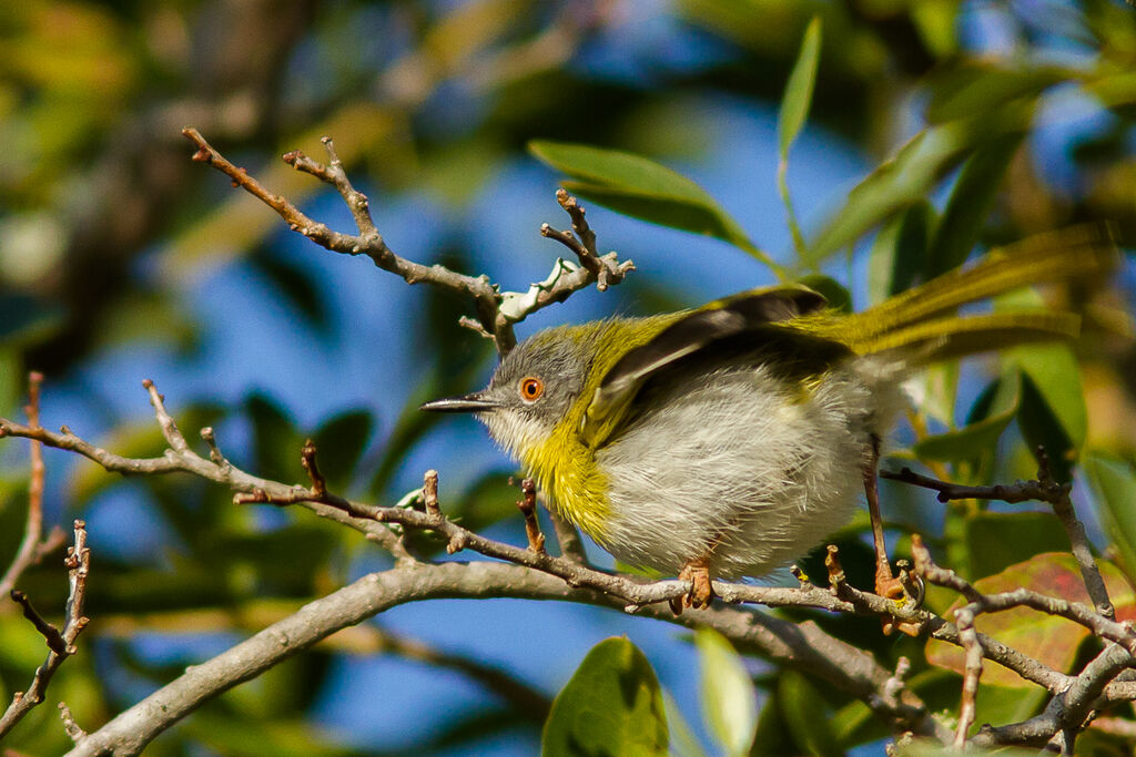 Apalis à gorge jaune