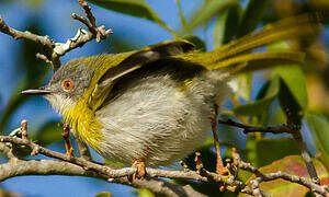 Apalis à gorge jaune