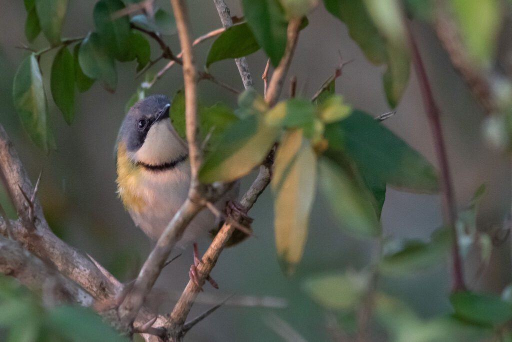 Apalis de Rudd