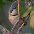 Apalis de Rudd