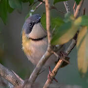 Rudd's Apalis