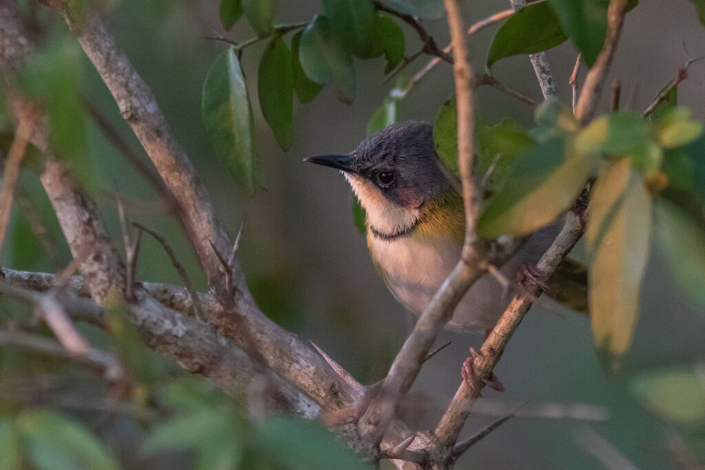 Rudd's Apalis