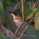 Apalis de Rudd