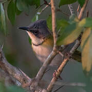 Rudd's Apalis