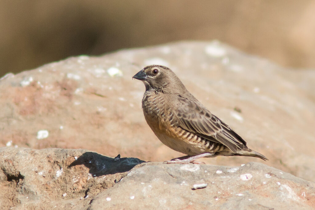 Quailfinch (fuscocrissa)