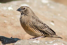 Quailfinch (fuscocrissa)