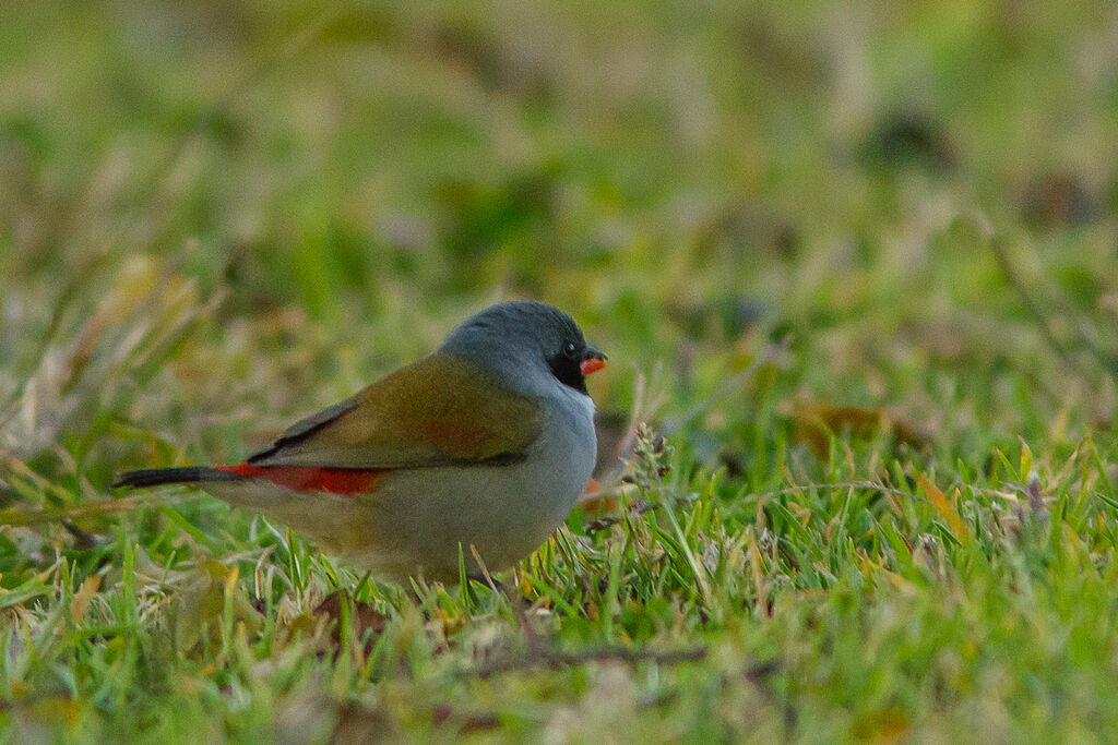 Swee Waxbill