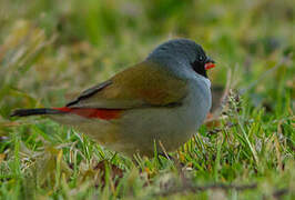 Swee Waxbill