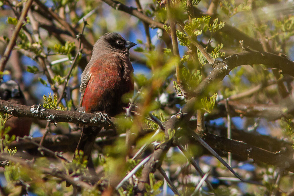 Black-faced Waxbill