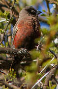 Black-faced Waxbill