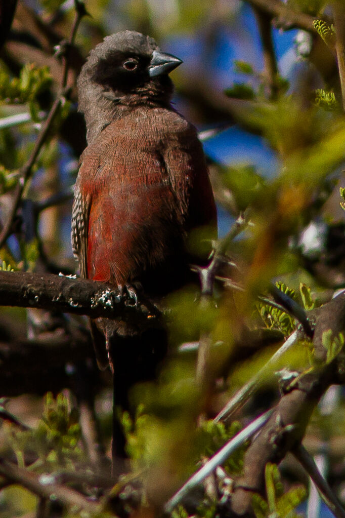 Black-faced Waxbill