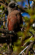 Black-faced Waxbill