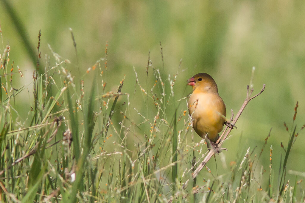 Fawn-breasted Waxbilladult, identification