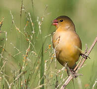 Fawn-breasted Waxbill