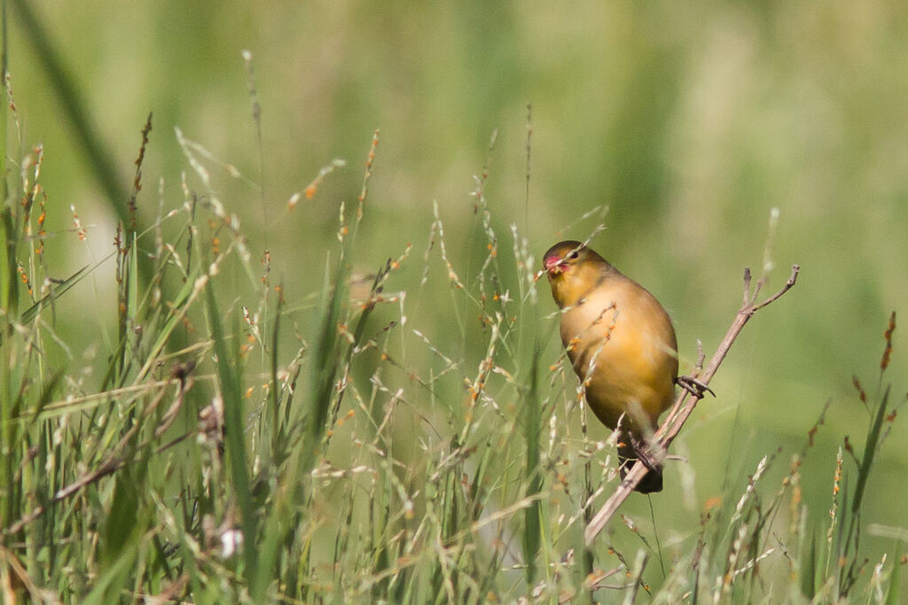 Fawn-breasted Waxbill