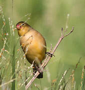 Fawn-breasted Waxbill