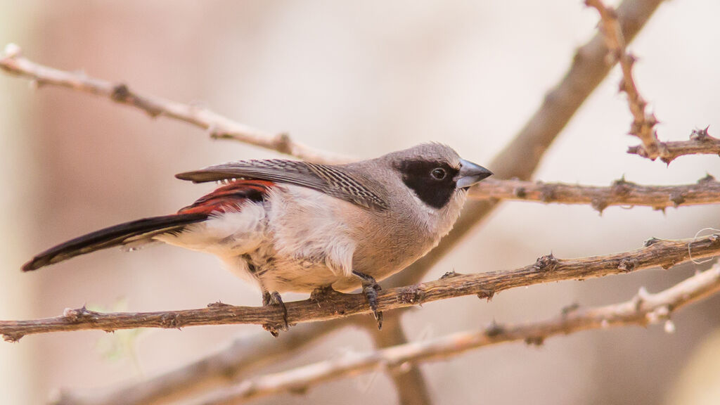 Black-cheeked Waxbilladult, identification