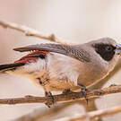 Astrild des fées