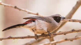 Black-cheeked Waxbill