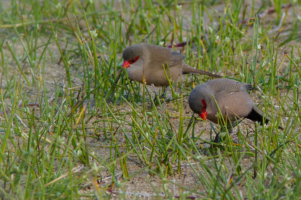 Common Waxbill