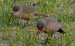 Common Waxbill