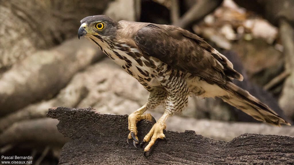 Autour huppéimmature, portrait