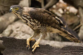 Crested Goshawk