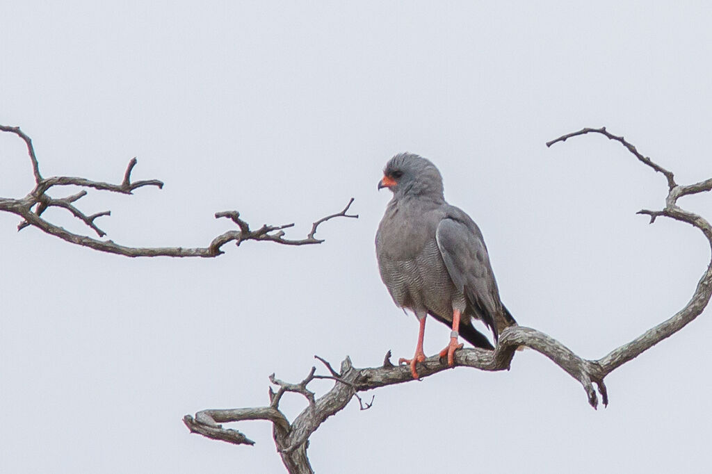 Dark Chanting Goshawk