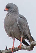 Dark Chanting Goshawk