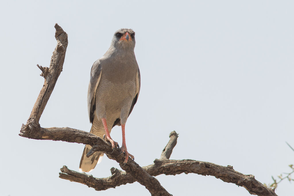 Dark Chanting Goshawk