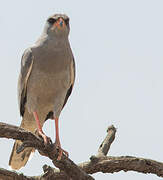 Dark Chanting Goshawk