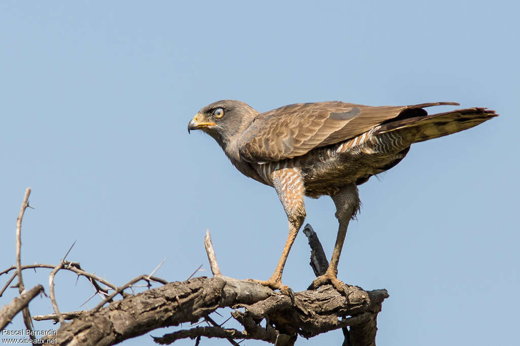 Dark Chanting Goshawkjuvenile, identification