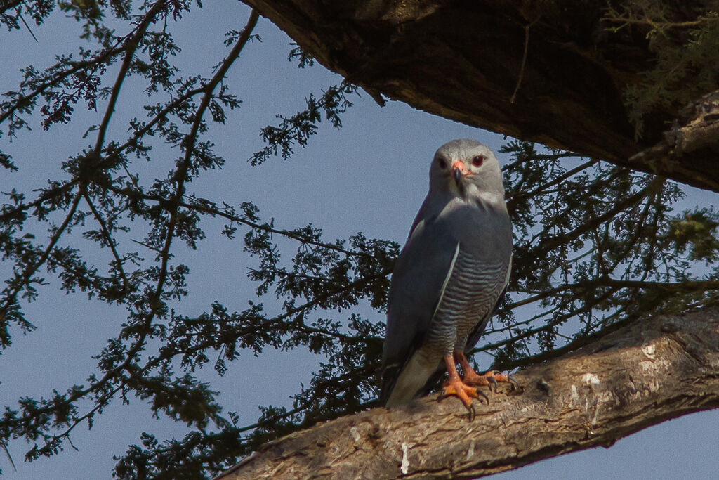 Lizard Buzzard