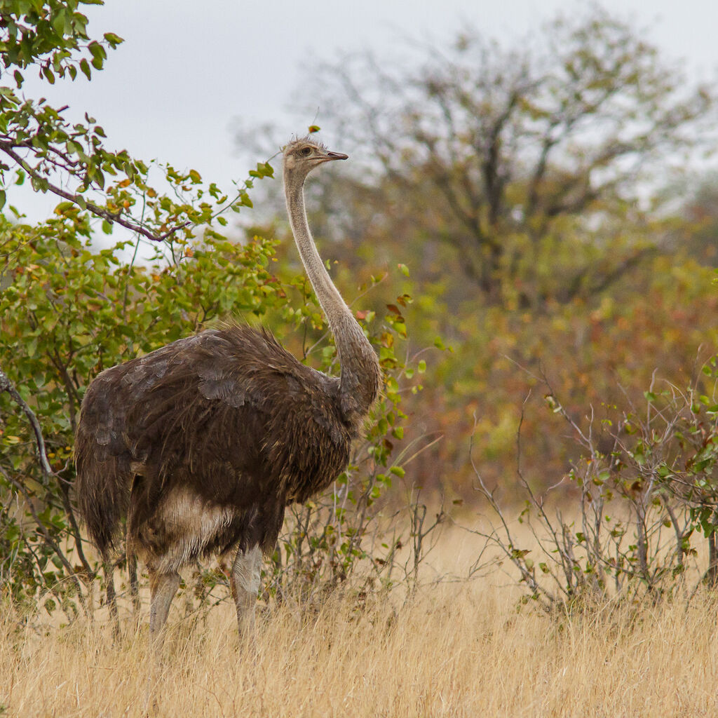 Common Ostrich