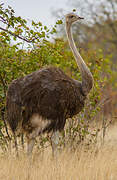 Common Ostrich