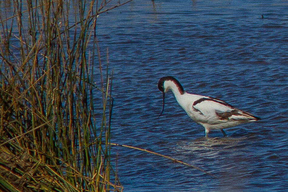 Avocette élégante