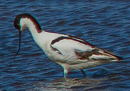 Avocette élégante