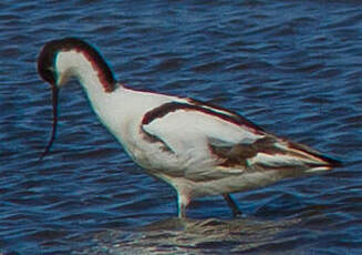 Avocette élégante