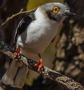 White-crested Helmetshrike